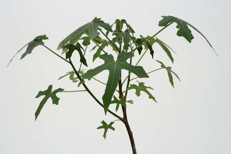 jatropha madagaskar 3673