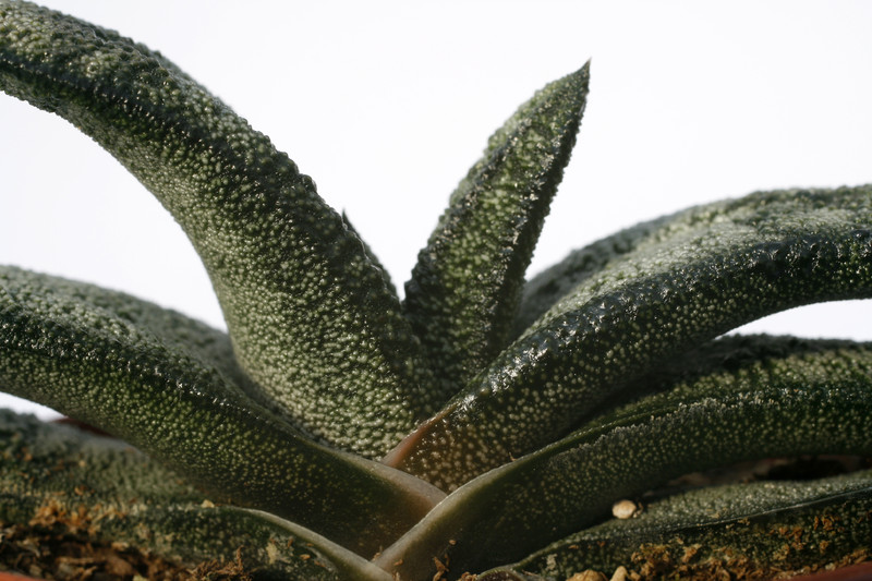 gasteria latesiana 7242