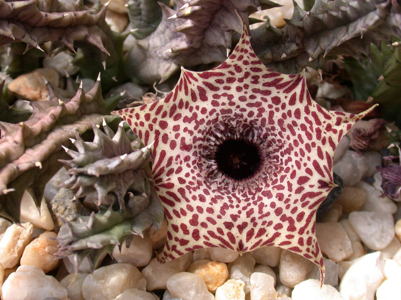 huernia reticulata 05