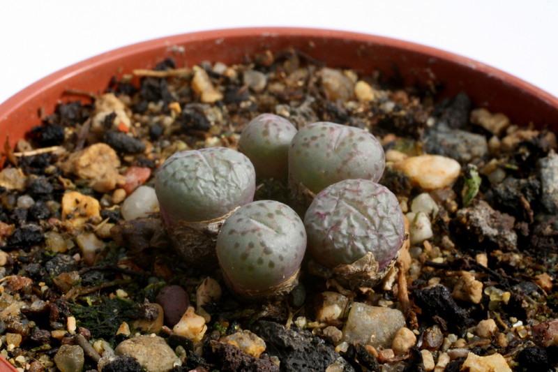 conophytum obscurum wolfberg 2925