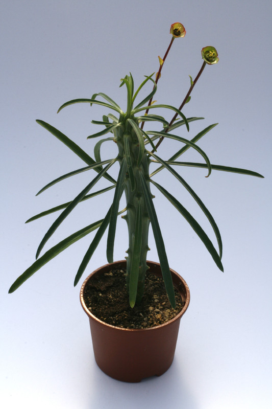 euphorbia clava 7875