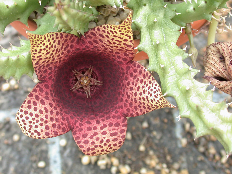 tavaresia barklyi x orbea variegata peh2553 02