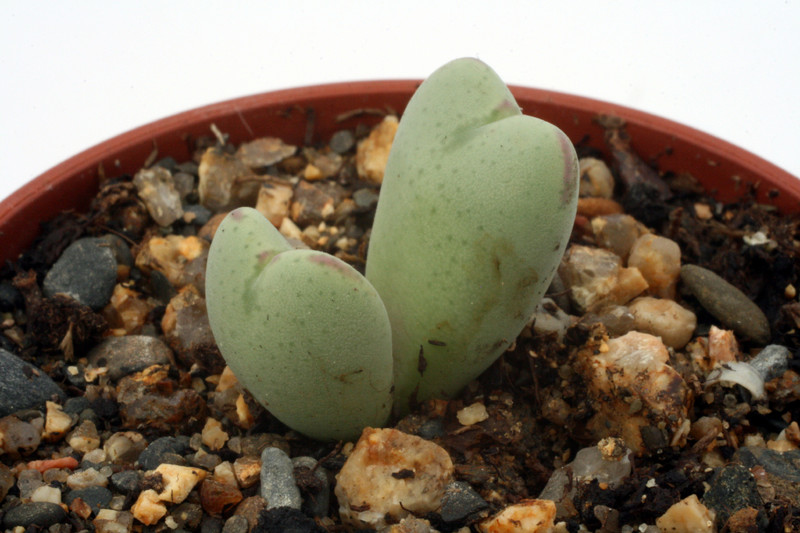 conophytum bilobum altum rr787 2807