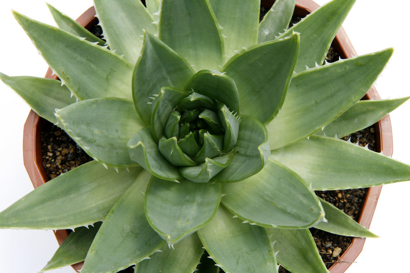 aloe polyphylla 0609