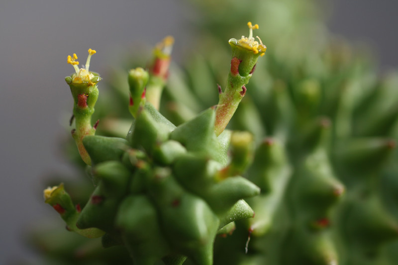 euphorbia suzannae 0332