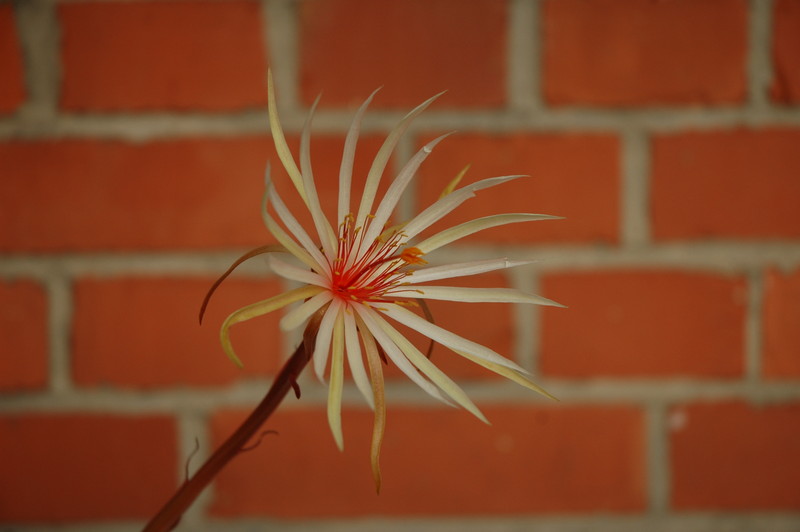 epiphyllum phyllanthus rubrocoronatum rba373 730