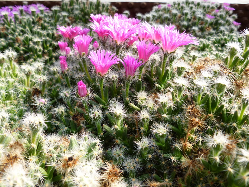 trichodiadema densum 1000795