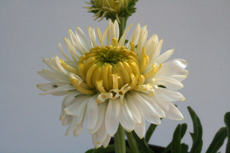 aster alpina alba plena 8566
