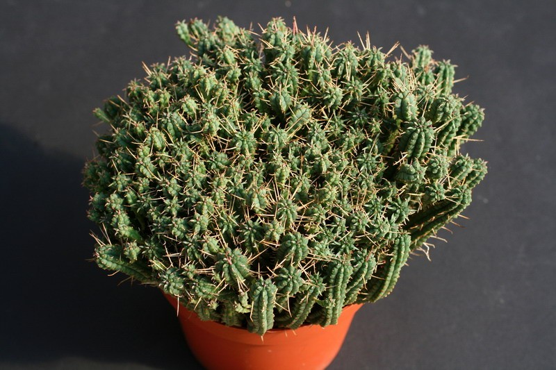 euphorbia submammillaris 0377 sm