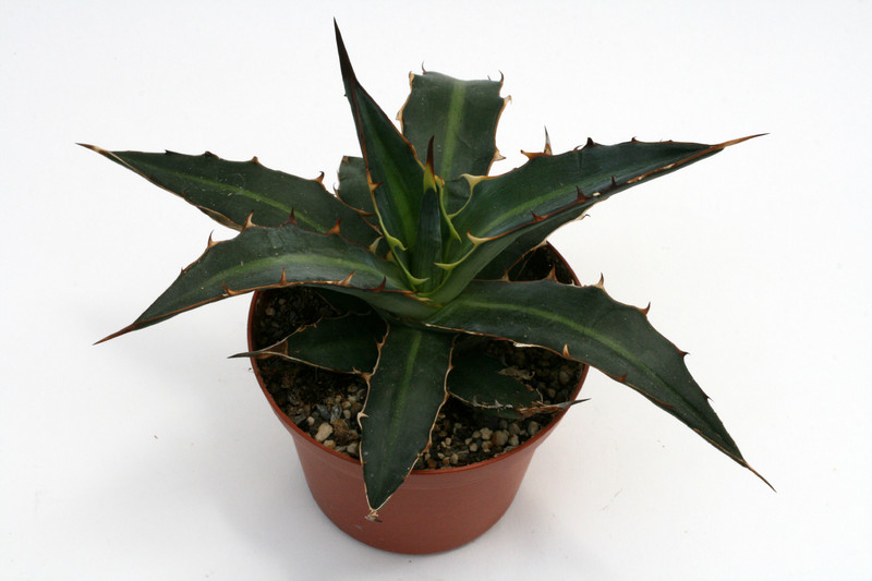 agave lophantha 0102