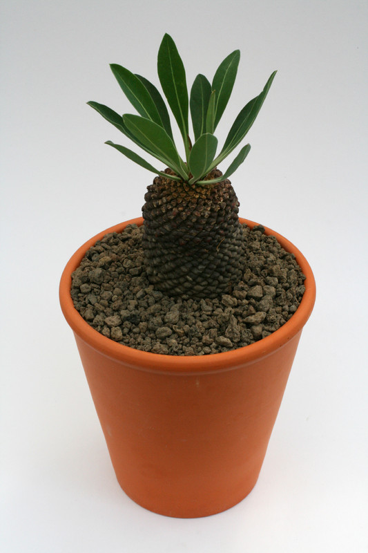 euphorbia bupleurifolia 9472