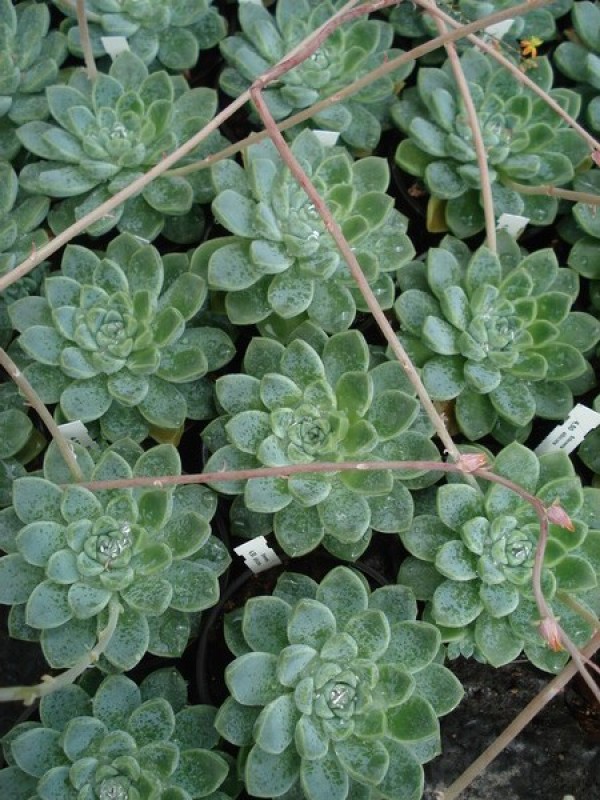echeveria albicans 05