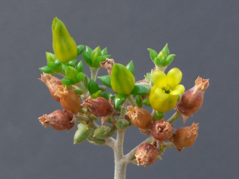 kalanchoe orygalis 0971