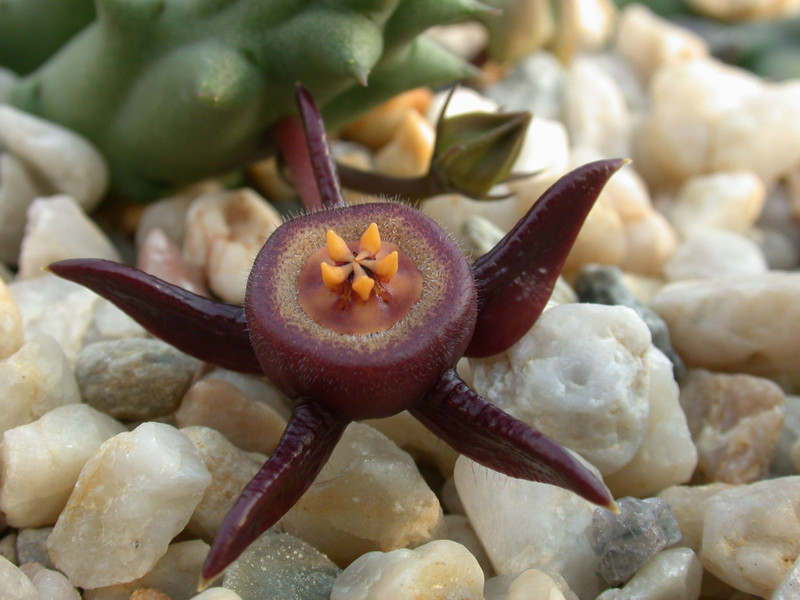 duvalia caespitosa worchester2