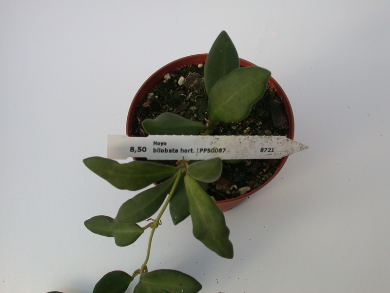 hoya bilobata hort ipps0087 1403