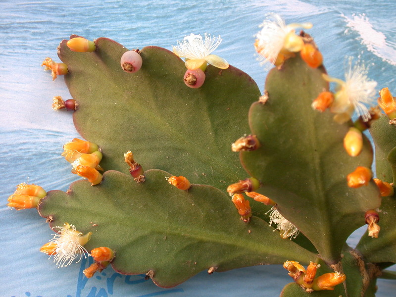 rhipsalis pachyptera 2048