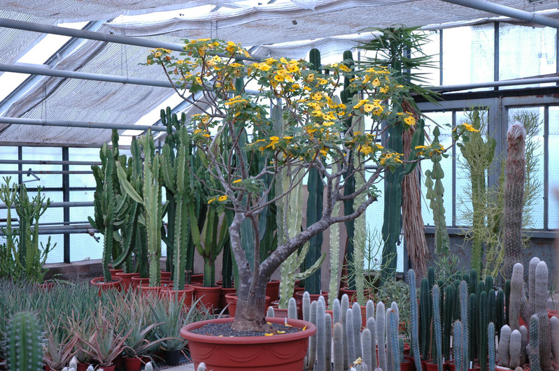 uncarina roeoesliana solitaer 02