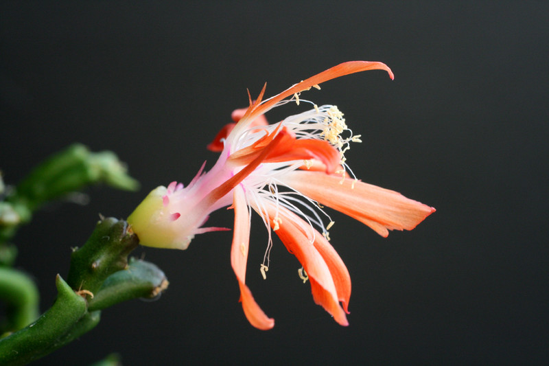 schlumbergera enigma 5810