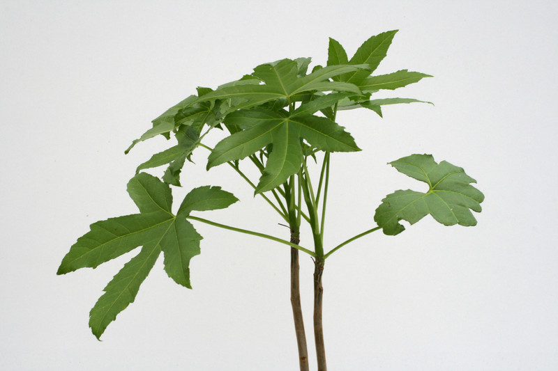 cussonia natalensis 3544