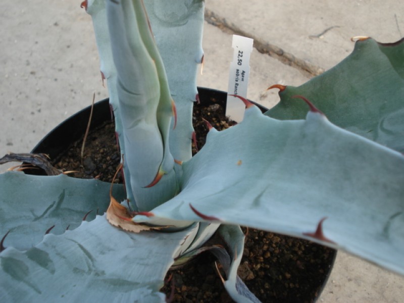 agave sobria rancho 4892