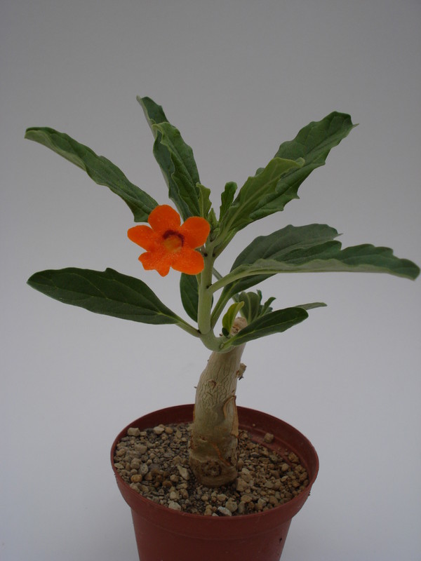 pterodiscus aurantiacus 656