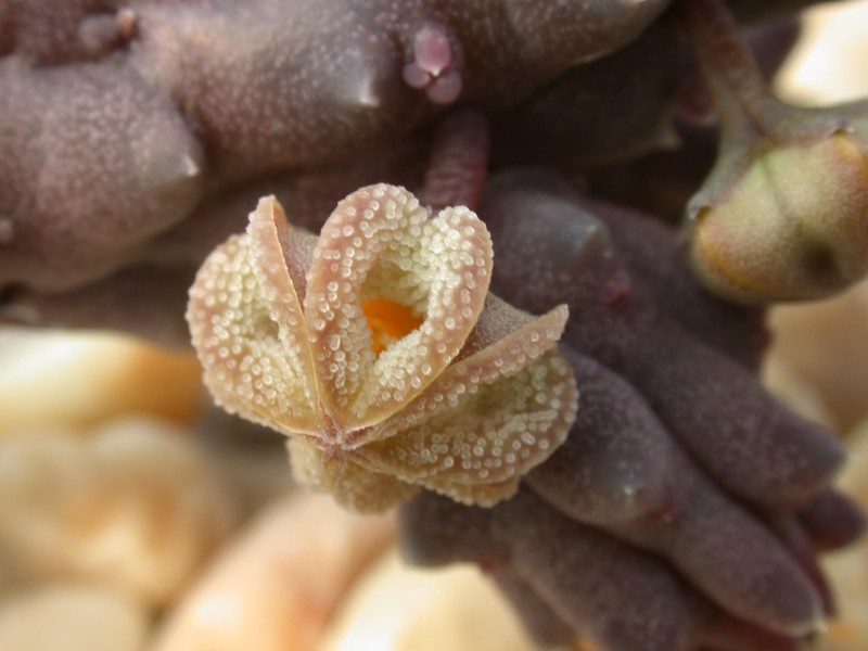 pechinaria articulata pvb5285 03