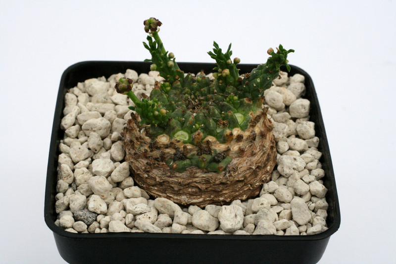 euphorbia gorgonis 9565