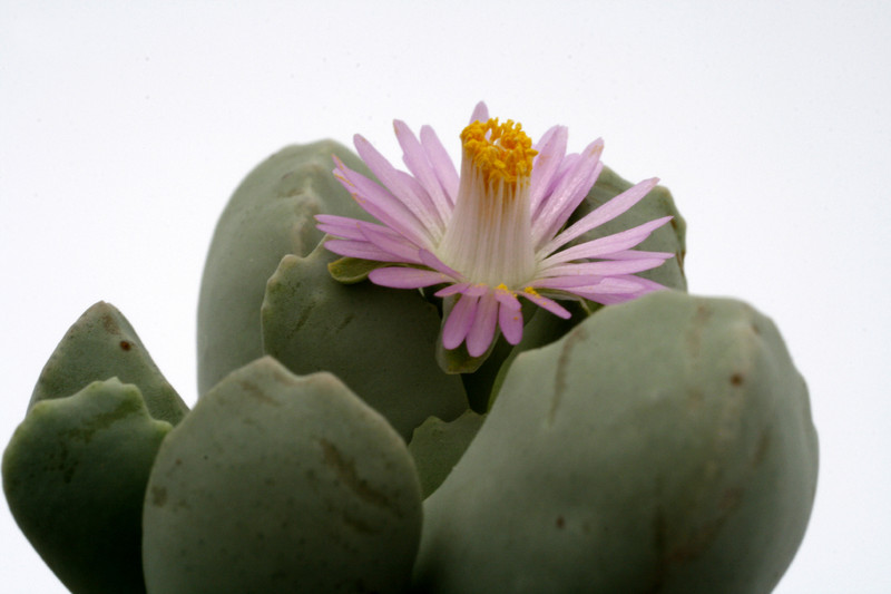 dracophilus montis draconis sperrgebiet 0713