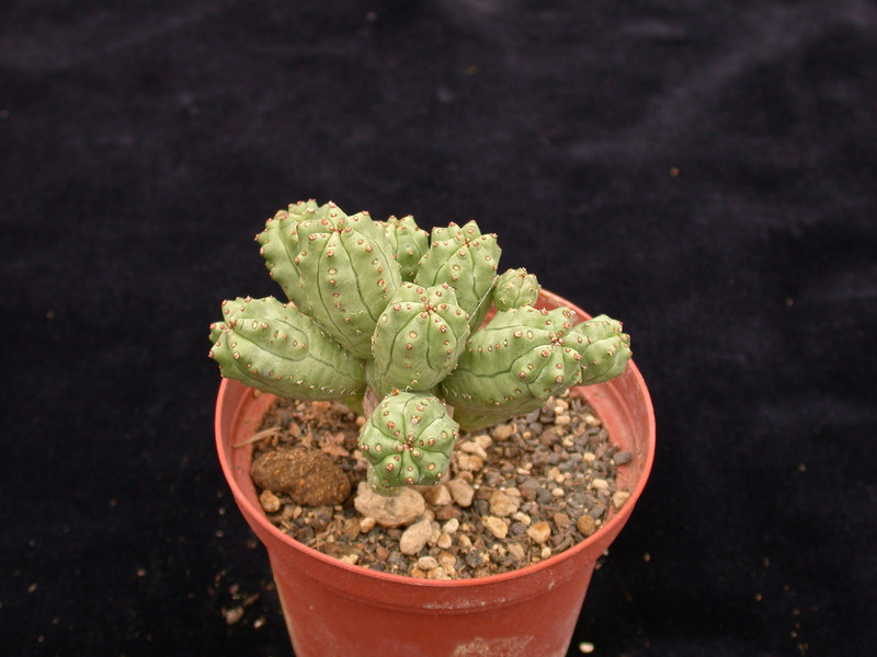 euphorbia mosaica 01