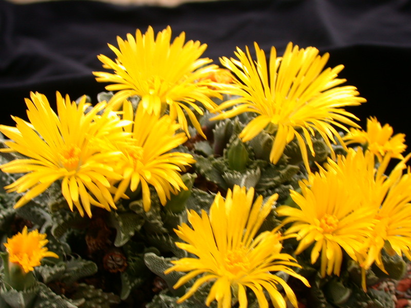 faucaria tuberculosa 3767