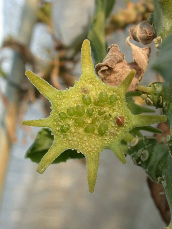 dorstenia bluete1