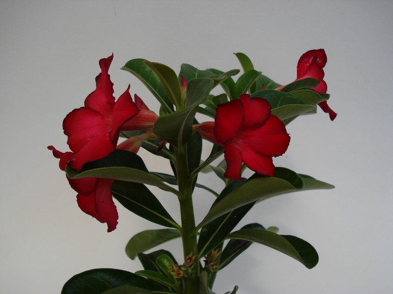 adenium obesum sunshine 669