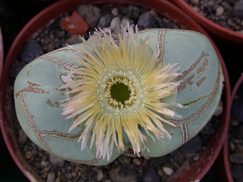 argyroderma testiculare01