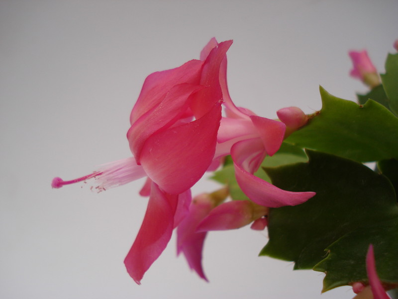 schlumbergera thor kiri 1574