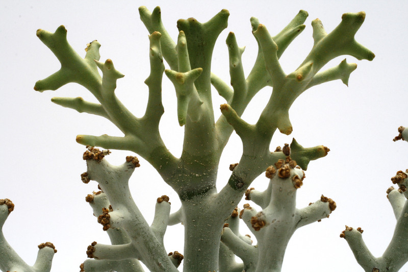 euphorbia ctenoclada 0599