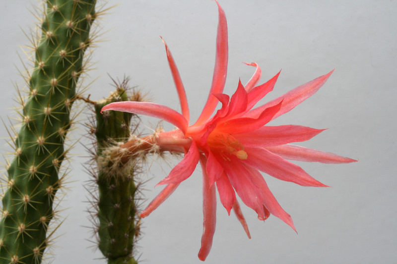 aporocactus felix 6719