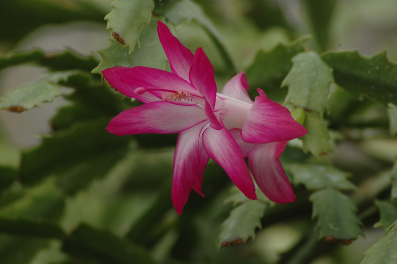 schlumbergera rosabell 01