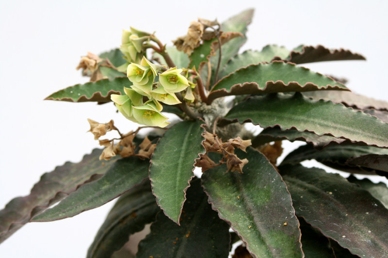 euphorbia suzannae marnierae 7264