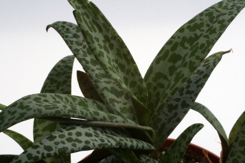 ledebouria socialis 9505