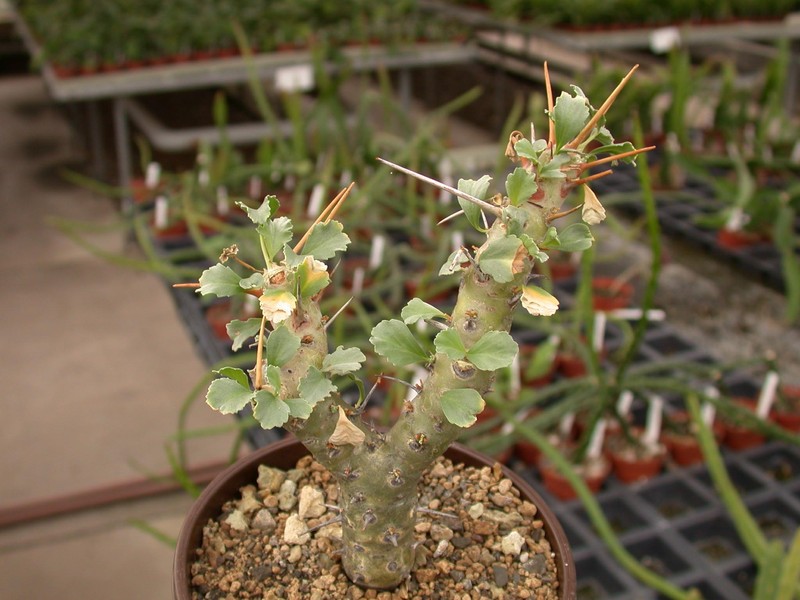 sarcocaulon crassicaule 01