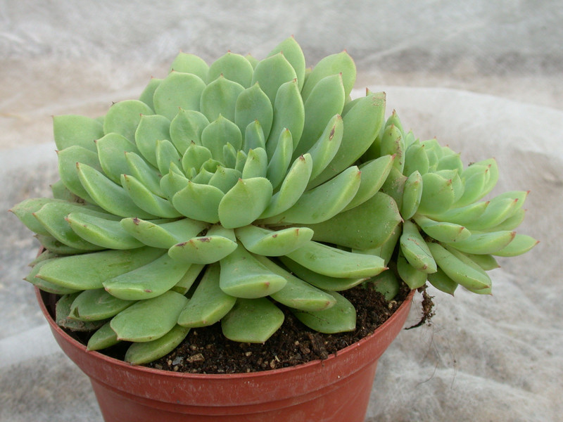echeveria derenbergii 04