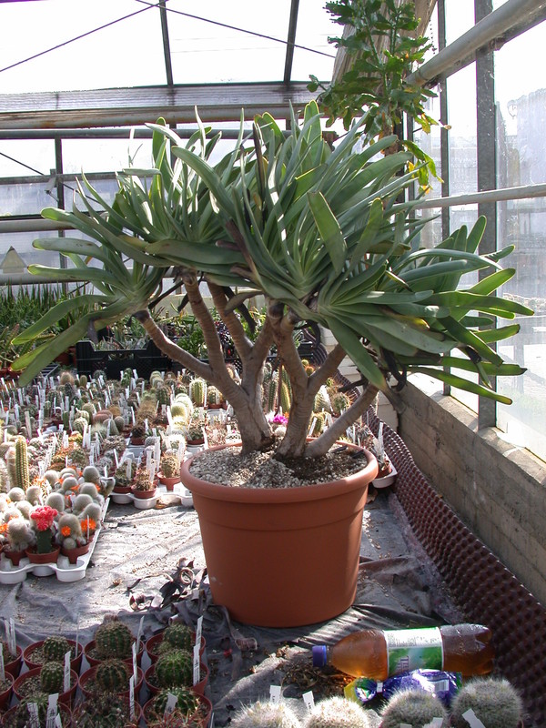 aloe plicatilis willi 134