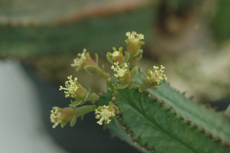euphorbia tubiglans 01