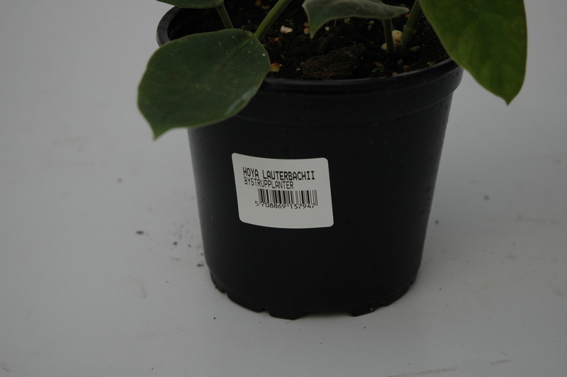 hoya lauterbachii 6546