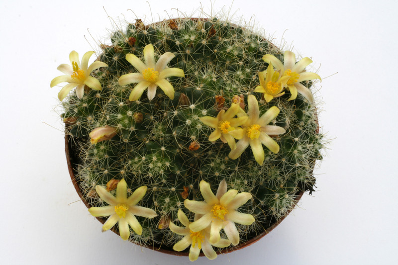 mammillaria surculosa 9751