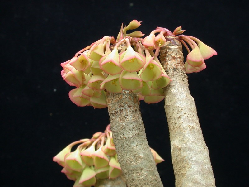 euphorbia millotii 01 sm