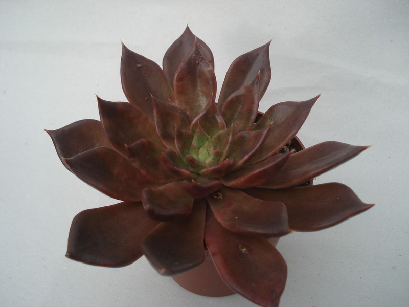 echeveria affinis schwarzer prinz 8290