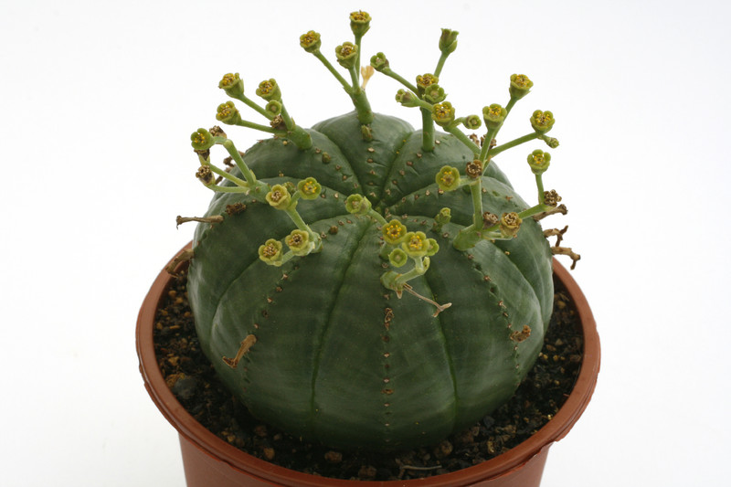 euphorbia meloforms 9785