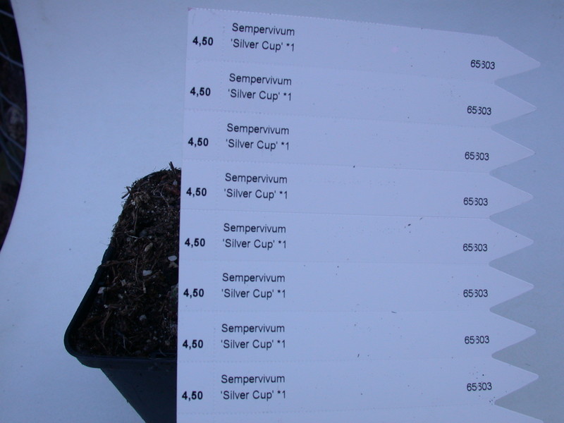 sempervivum silver cup 5761