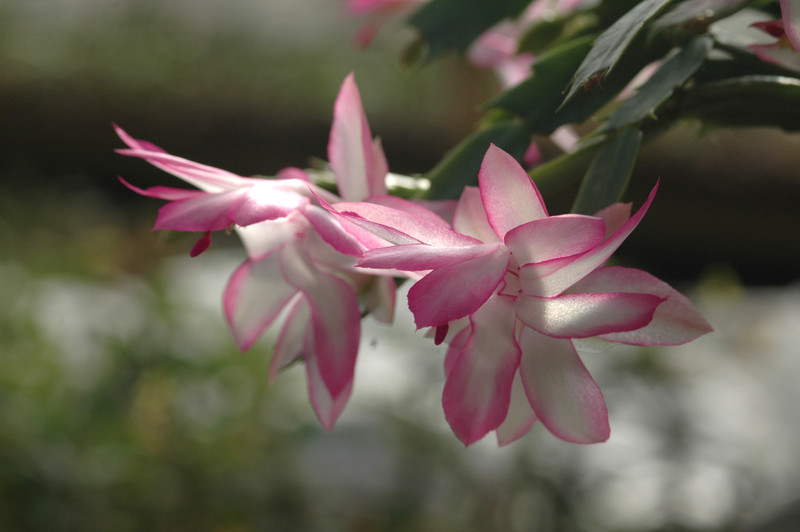 schlumbergera bristol queen 8173